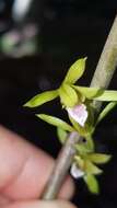 Image of Grass-Leaf Wild Coco