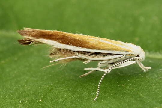 Image of Coleophora saturatella Stainton 1850