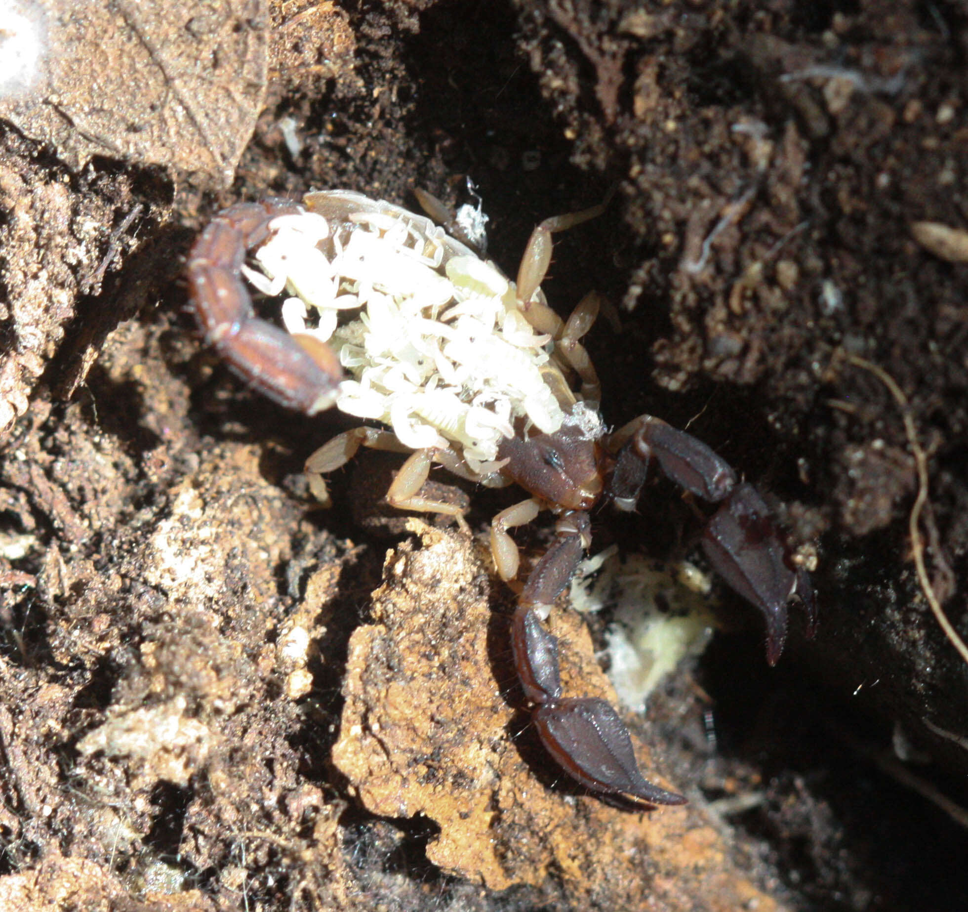 Image of Pseudouroctonus santarita