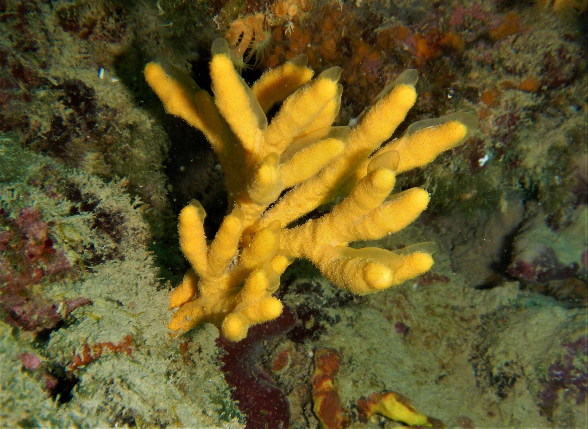 Image of Mediterranean mermaid's glove