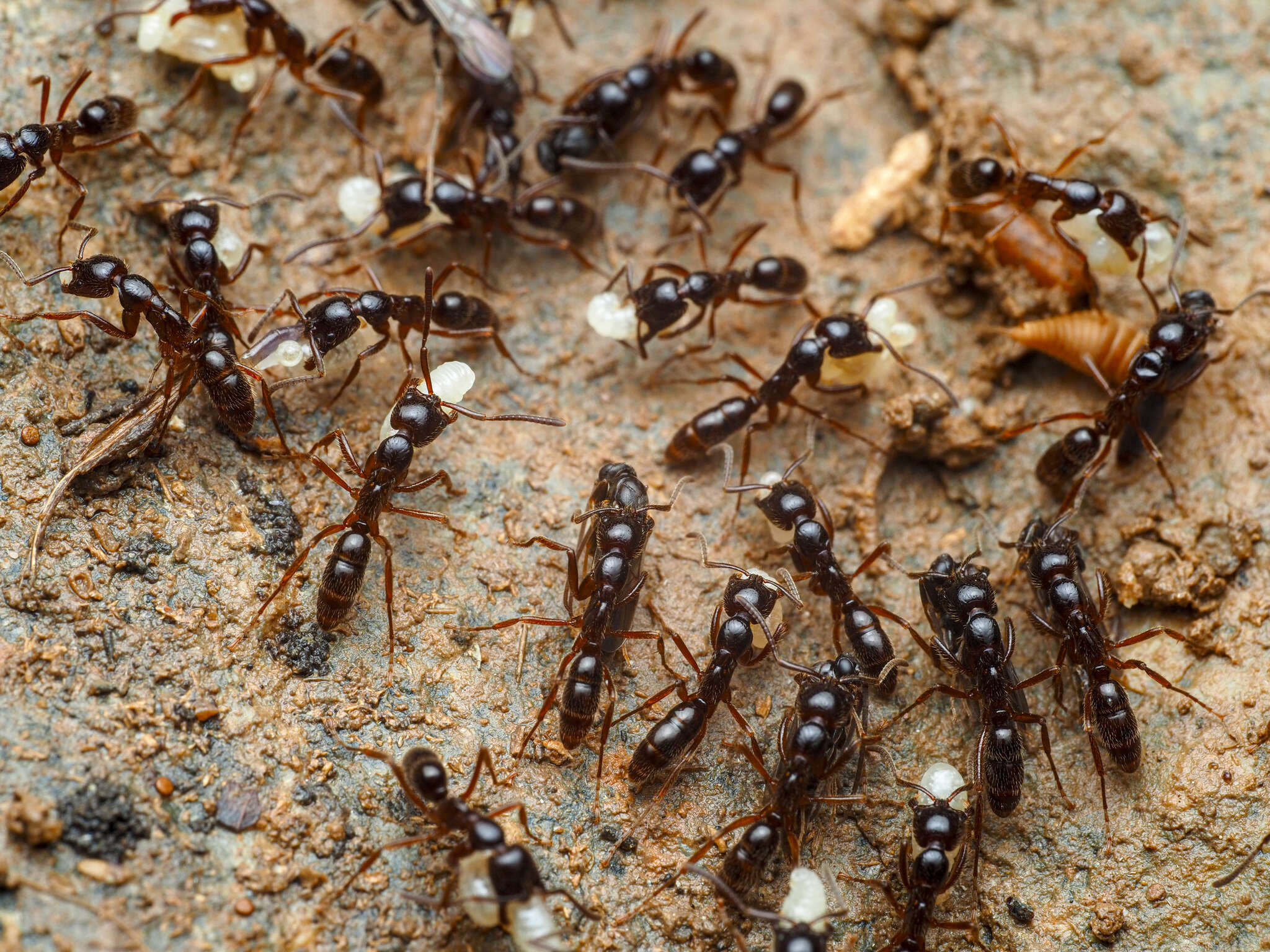 Leptogenys processionalis (Jerdon 1851)的圖片