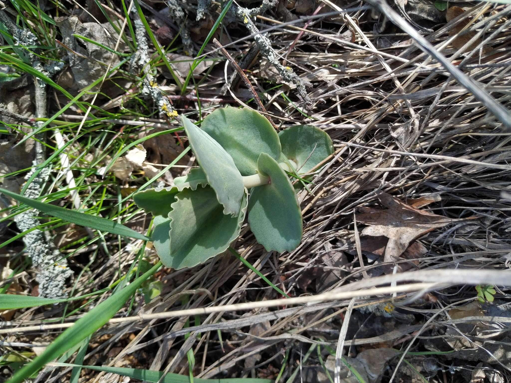 Image of Hylotelephium caucasicum (Grossh.) H. Ohba