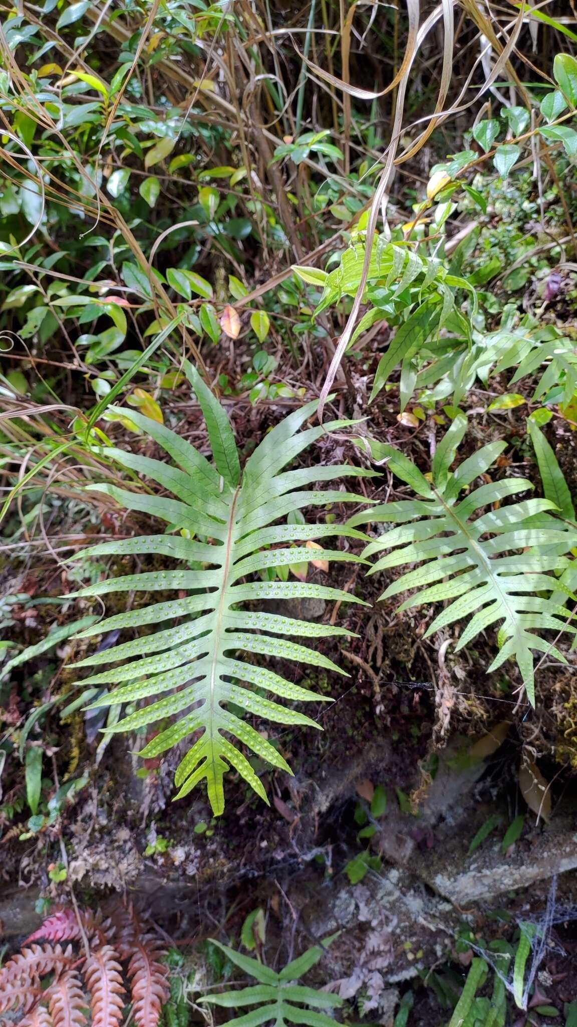 Image of Selliguea echinospora (Tag.) Fraser-Jenk.