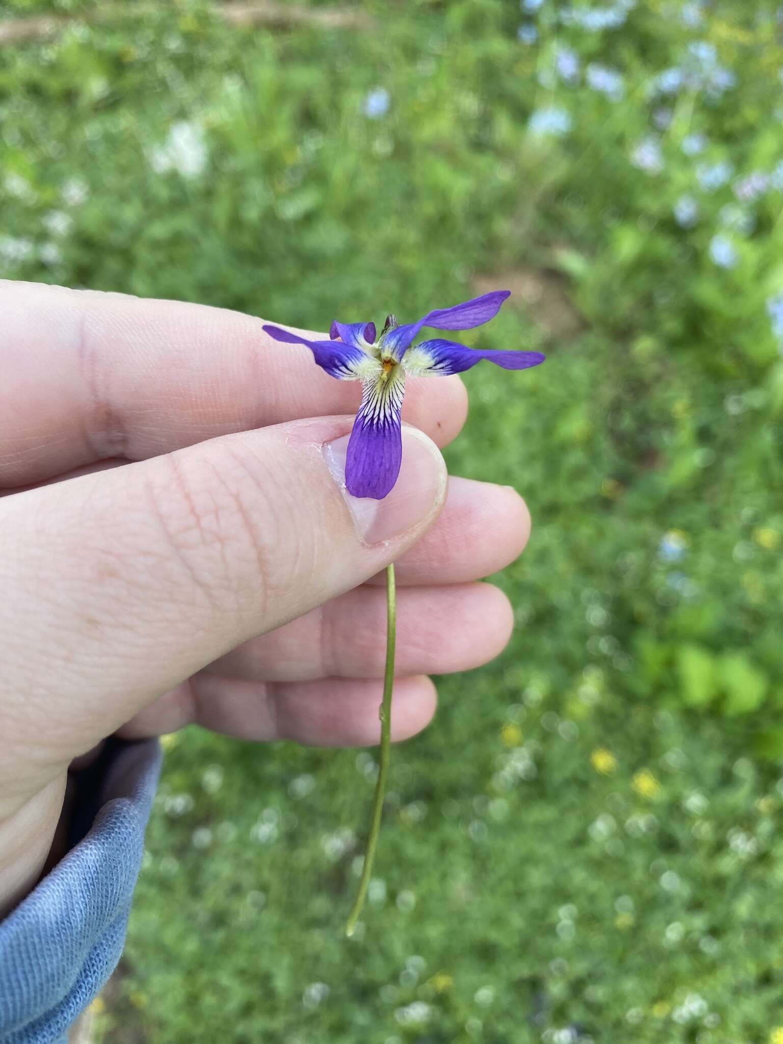 Image of Sand Violet