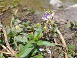 Слика од Veronica anagallis-aquatica subsp. anagallis-aquatica