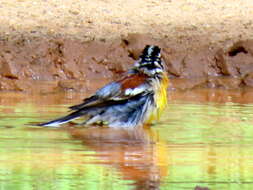 Imagem de Emberiza flaviventris flaviventris Stephens 1815