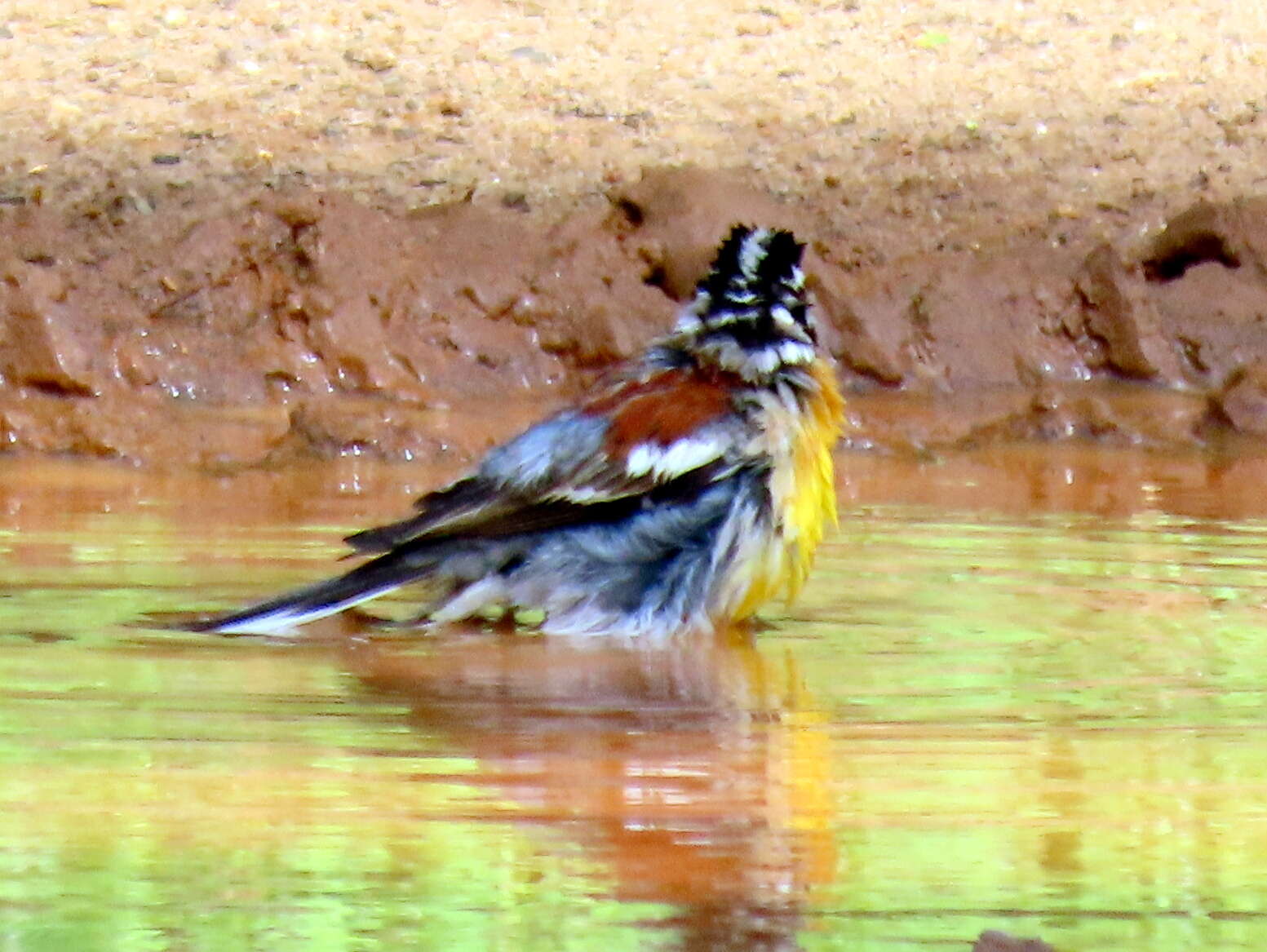 Imagem de Emberiza flaviventris flaviventris Stephens 1815