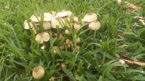 Image of Xanthagaricus luteolosporus (Heinem. & Little Flower) Little Flower, Hosag. & T. K. Abraham 1997