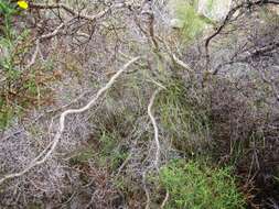 Image of <i>Osteospermum <i>spinosum</i></i> var. spinosum