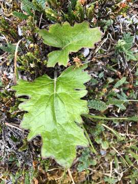 Imagem de Petasites frigidus subsp. frigidus