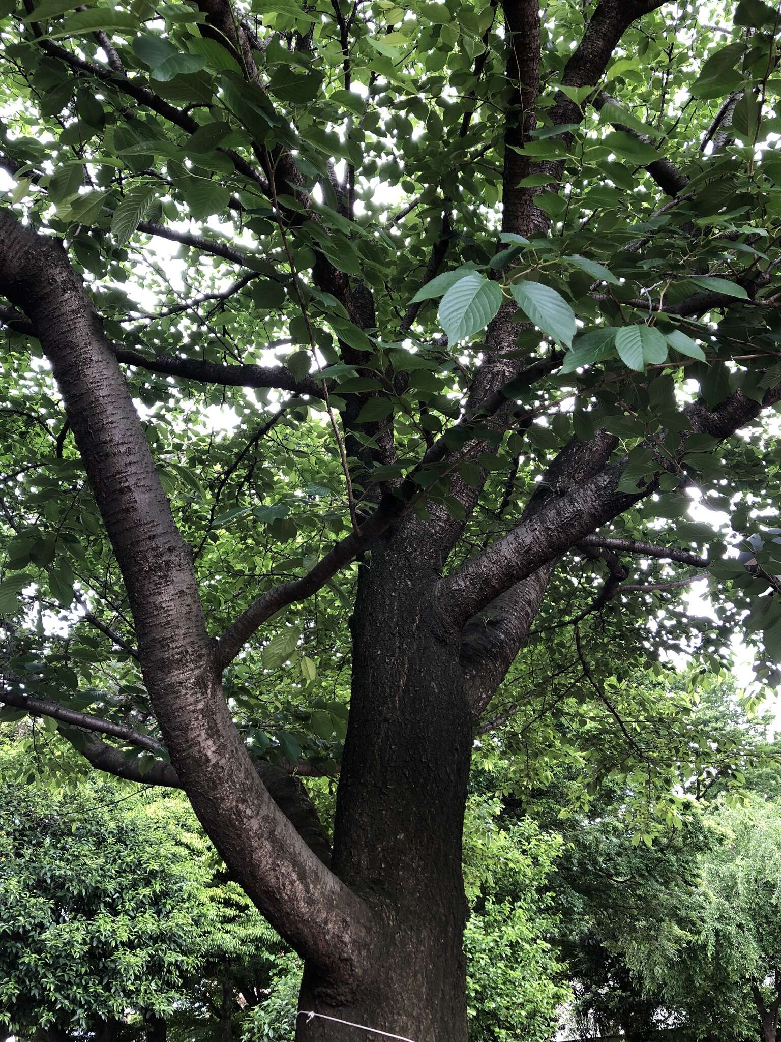 Plancia ëd Prunus yedoensis Matsum.