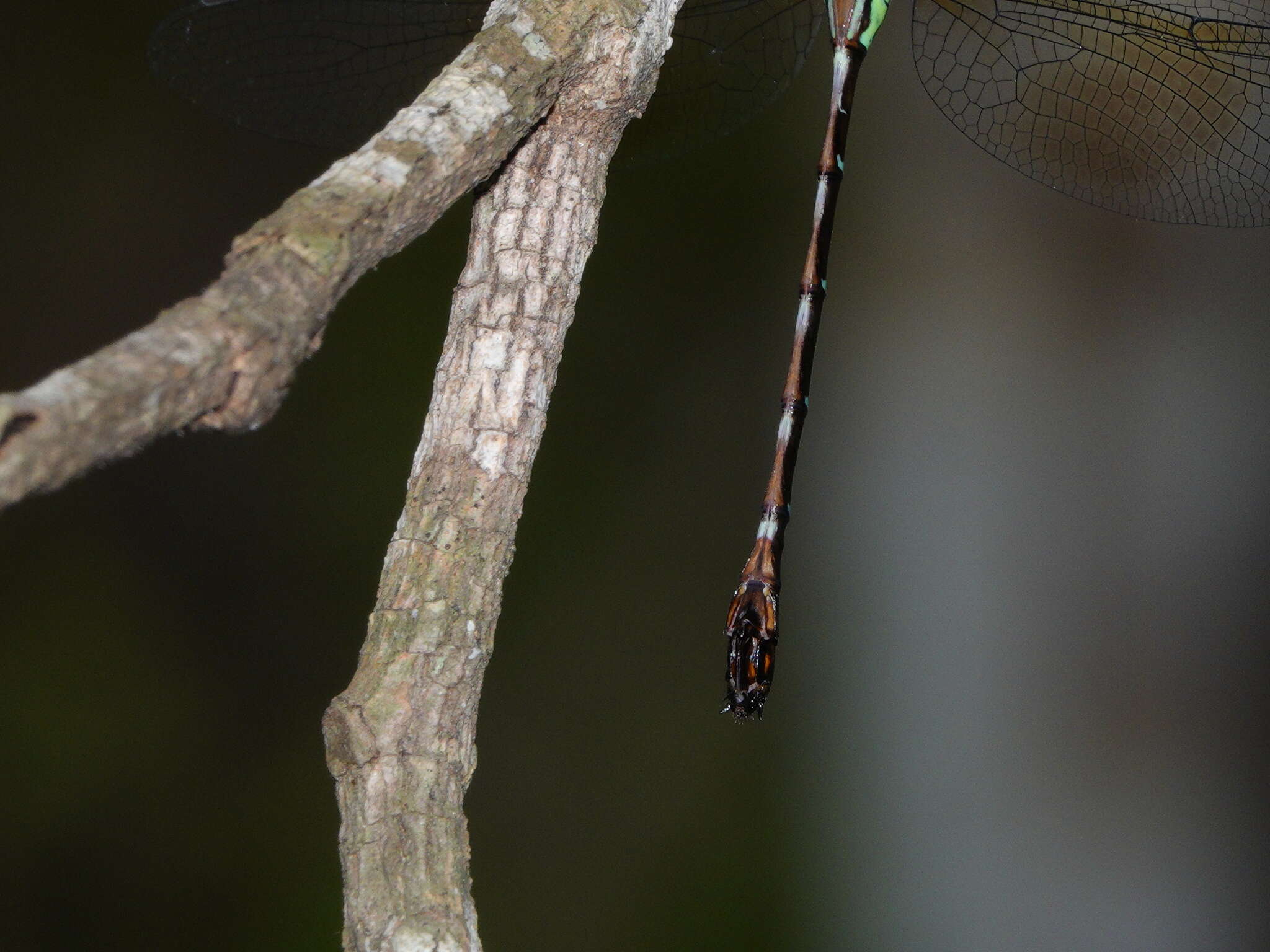 Image of Green-striped Darner