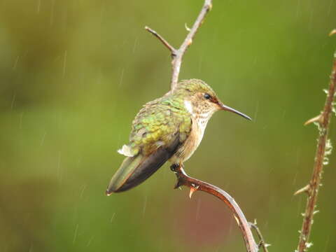 Image of Volcano Hummingbird