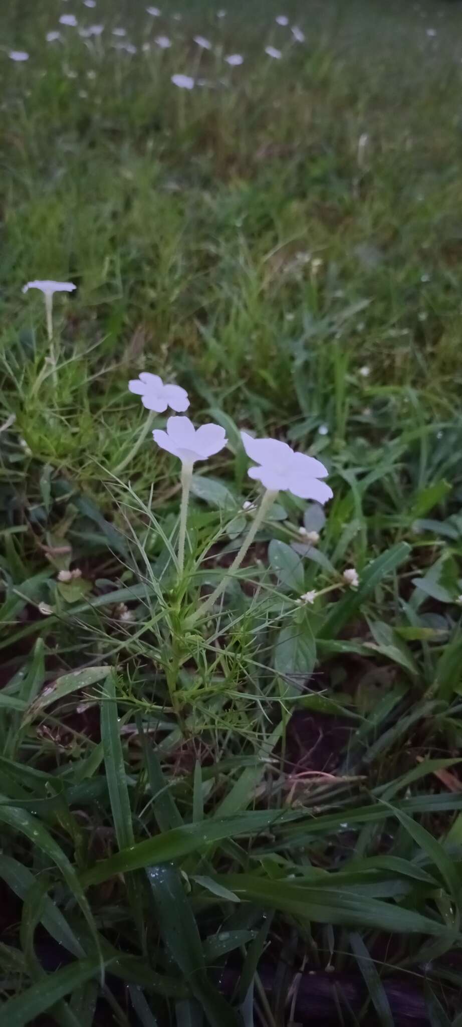 Image de Rhamphicarpa fistulosa (Hochst.) Benth.