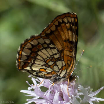 Image of Hoffmann's Checkerspot