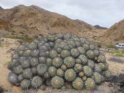 Image of Copiapoa longistaminea F. Ritter