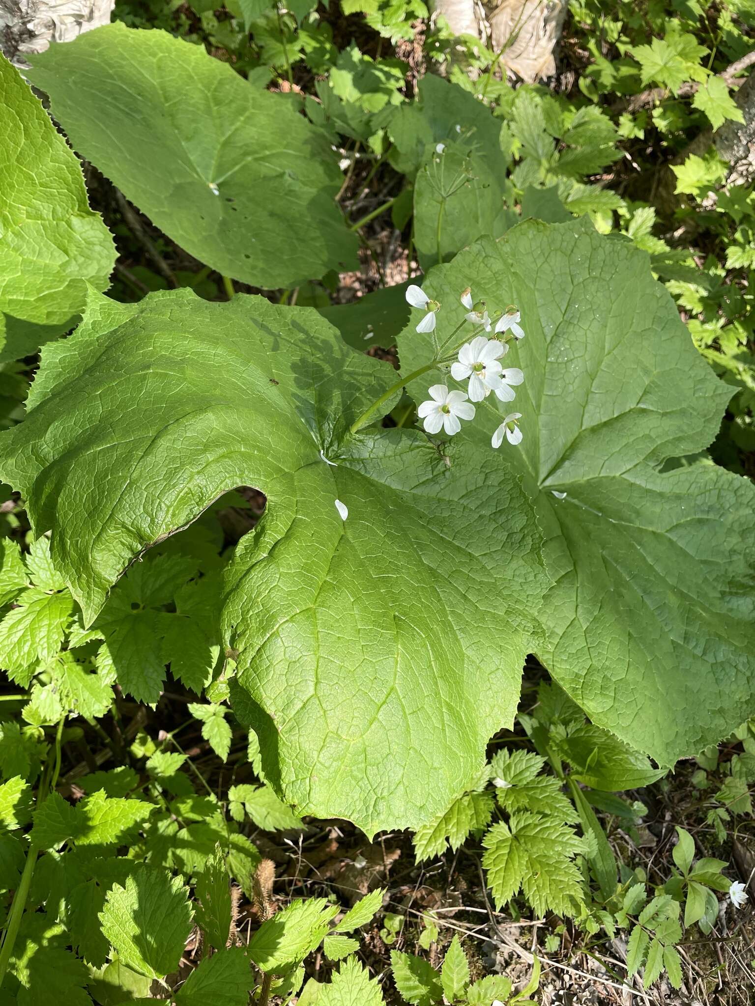 Image of Diphylleia grayi F. Schmidt