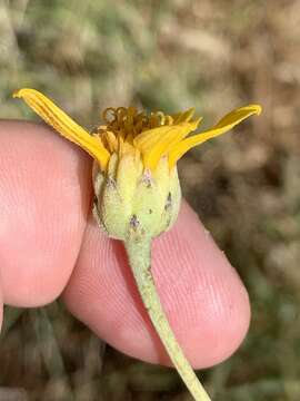 Image of Helianthus devernii Draper