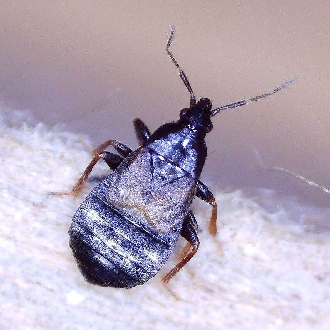 Image of Xylocoris