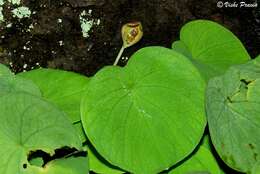 Image of Ariopsis peltata Nimmo