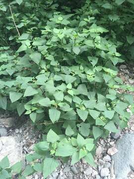 Imagem de Ageratina adenophora (Spreng.) R. King & H. Rob.