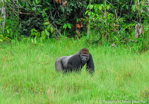 Image of Western Lowland Gorilla