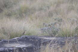 Image of Nilgiri Pipit