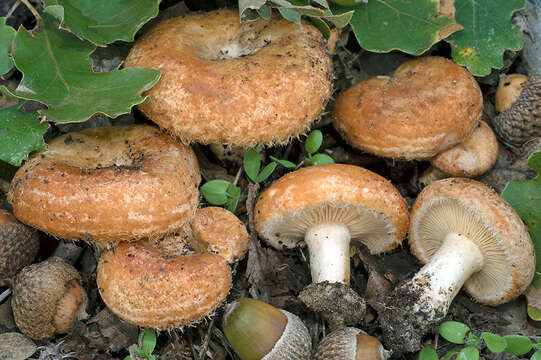 Image of Lactarius mairei Malençon 1939