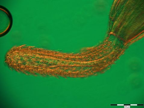Image of <i>Telosentis exiguus</i> (von Linstow 1901)