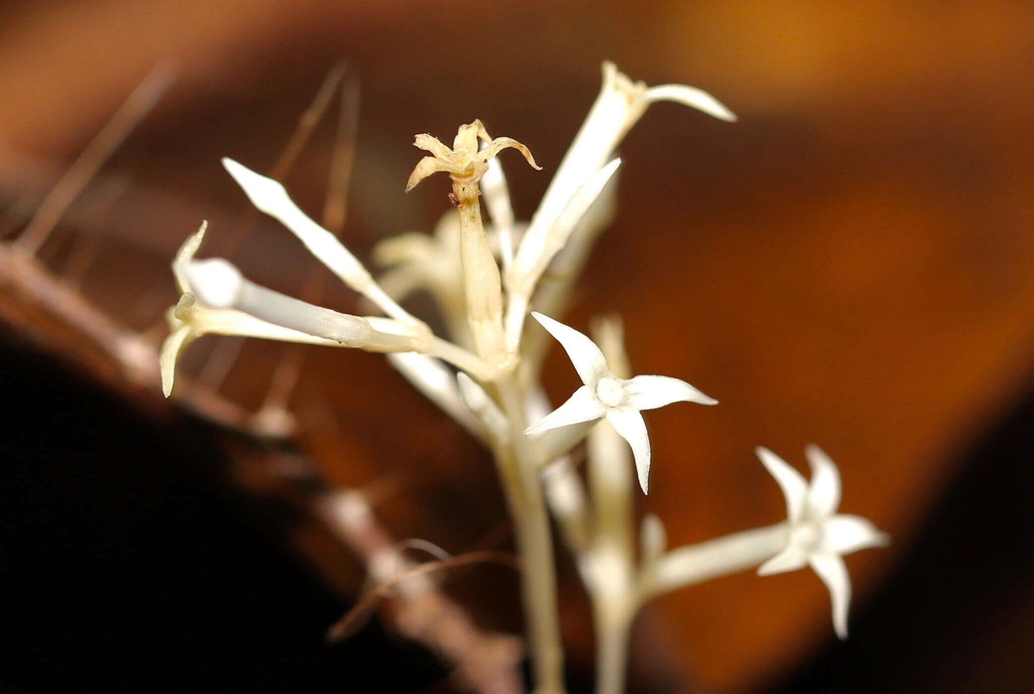 Image of Voyria corymbosa Splitg.