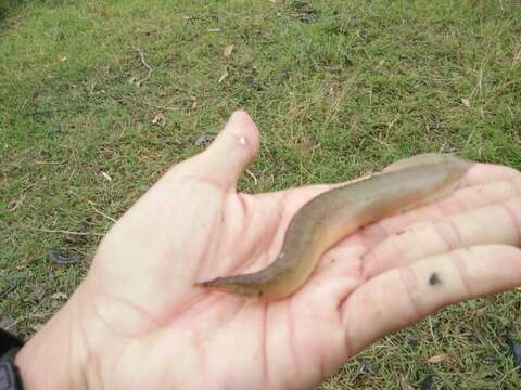 Image of Spotfin Spiny Eel