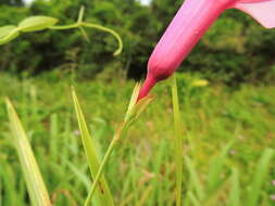 Image of Rhabdadenia madida (Vell.) Miers