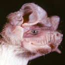 Image of Mongalla Free-tailed Bat