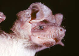 Image of Mongalla Free-tailed Bat