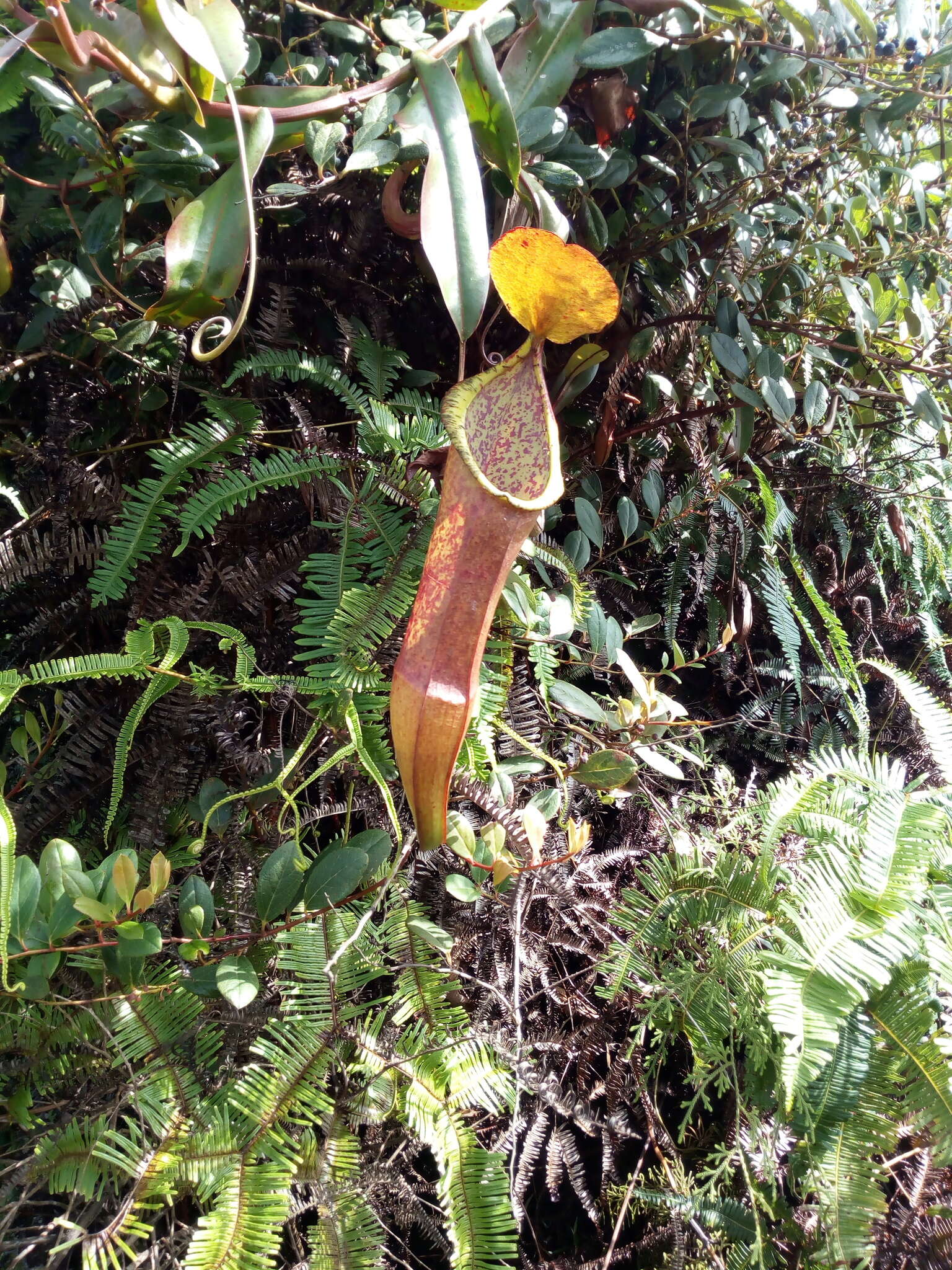 Image of Pitcher Plant