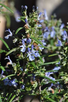 Image of Rosemary