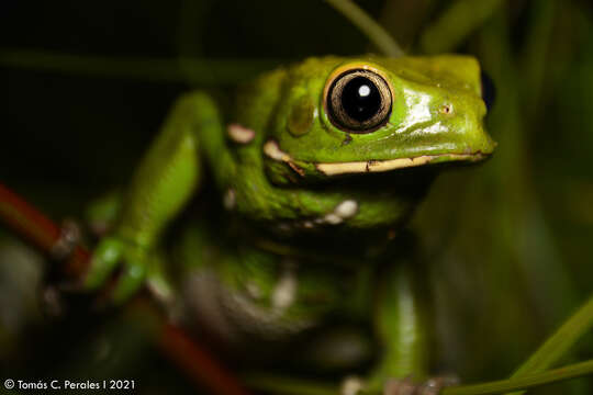 Image of painted-belly leaf frog