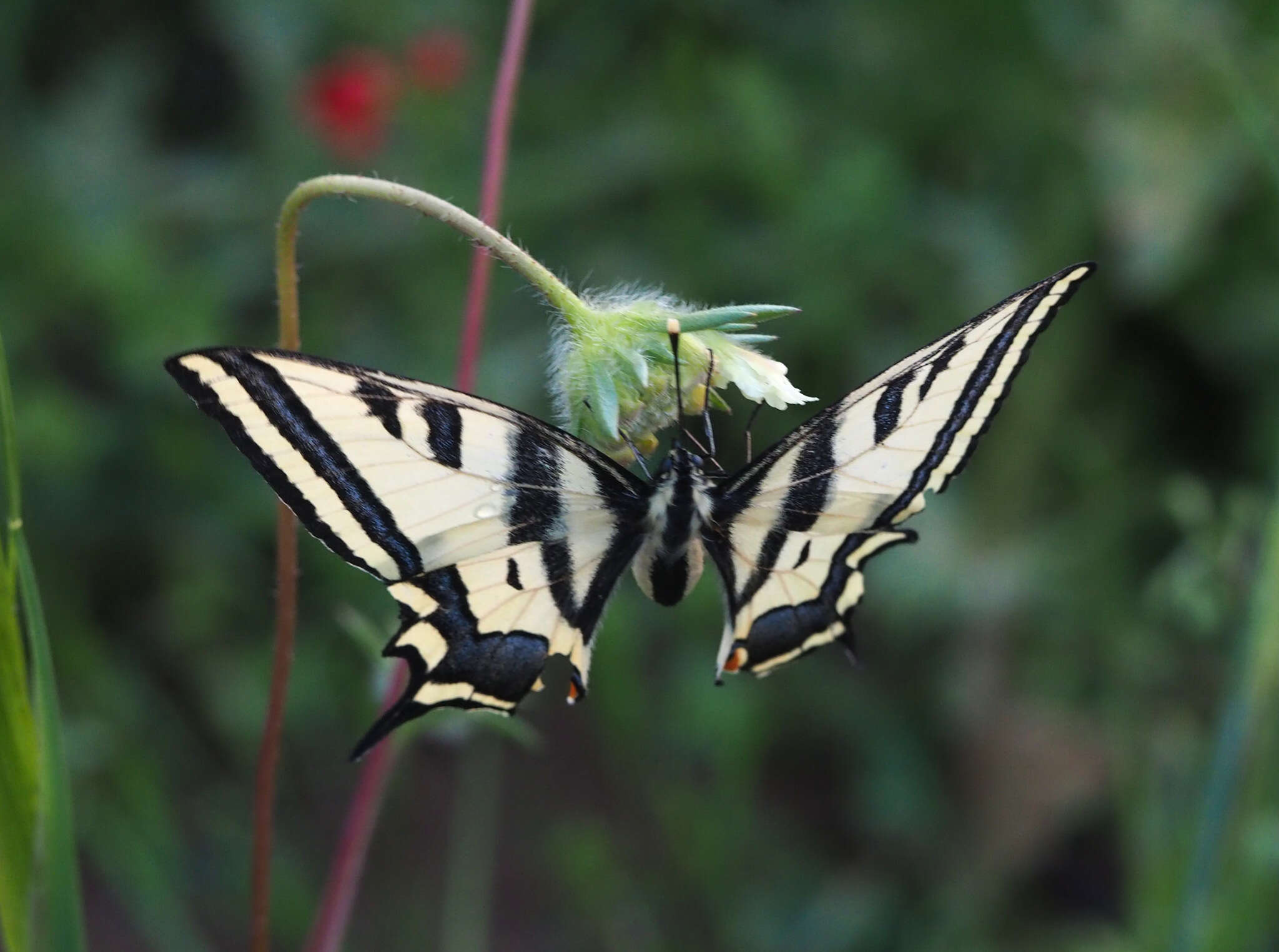 Papilio alexanor Esper 1800 resmi