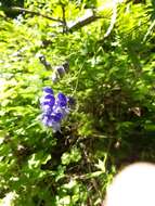 Слика од Aconitum nasutum Rchb.