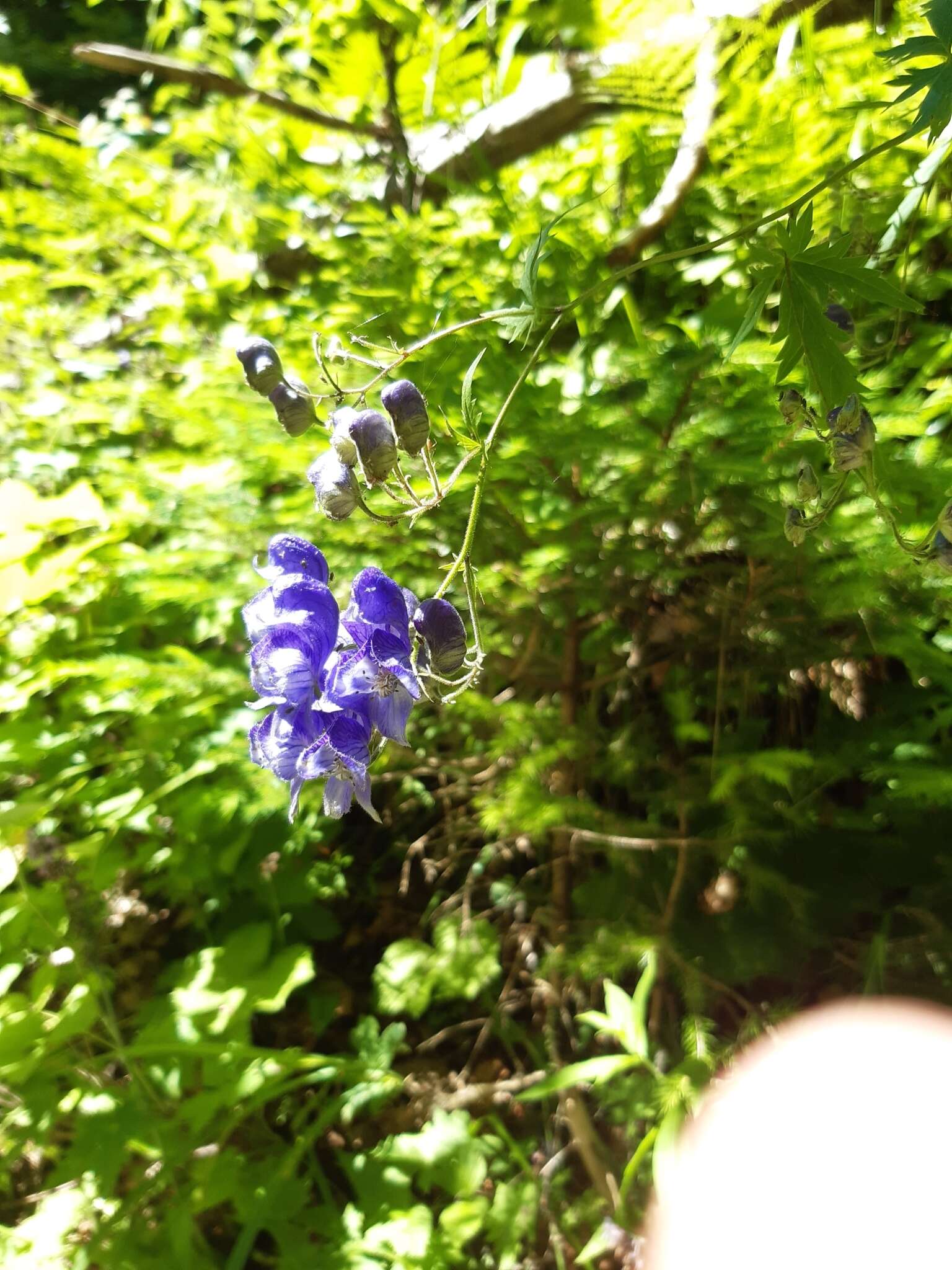 Aconitum nasutum Rchb.的圖片