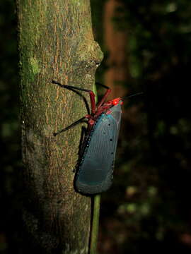 Image of Kalidasa nigromaculata (Gray 1832)