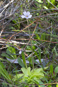 Image of violet butterwort