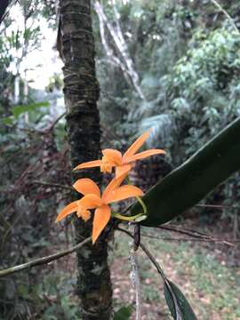 Image of Cattleya harpophylla (Rchb. fil.) Van den Berg