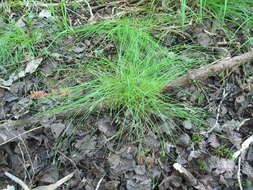 Image of Bristly-stalked sedge