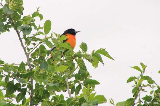 Image of Baltimore Oriole