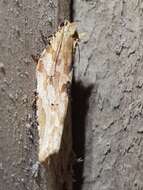 Image of brindled bell moth