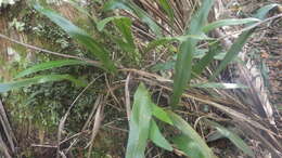 Plancia ëd Elaphoglossum conforme (Sw.) Schott