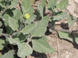 Image of little sunflower