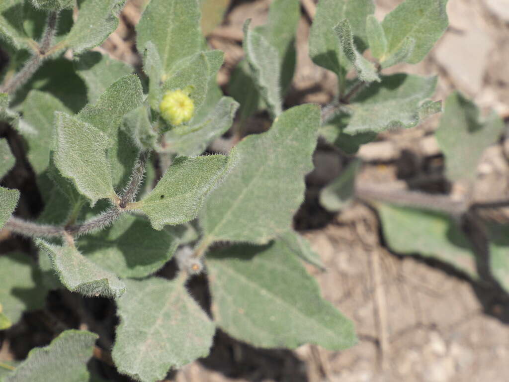 Image of little sunflower