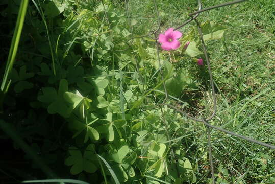 Image of Common pink sorrel